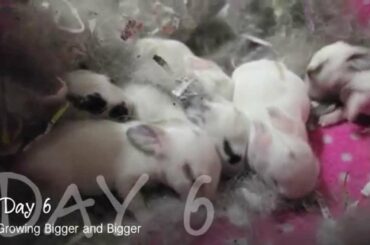 Newborn baby bunnies grow up (Part 1)