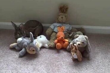 Cute Bunny Rabbit Tries To Hide In Stuffed Animals