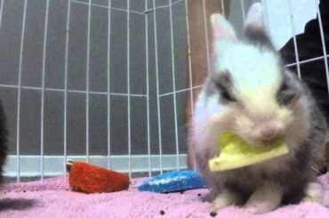 FREAKING BABY BUNNIES!!!!!