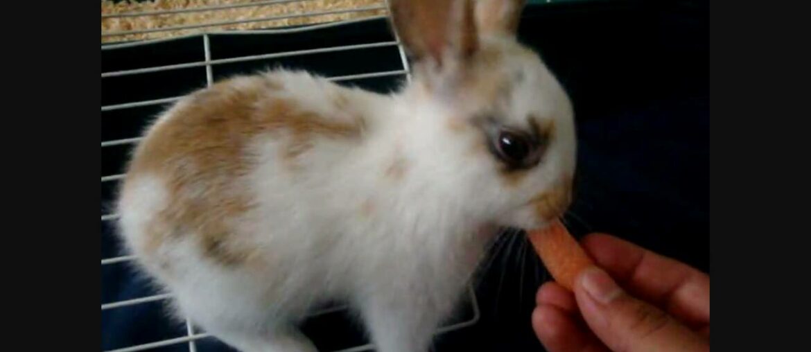 World's Cutest Bunny- Chubaca -there's nothing more adorable than this