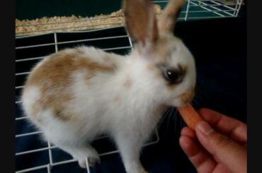 World's Cutest Bunny- Chubaca -there's nothing more adorable than this