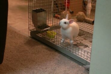Queso The Cute Bunny Explores Her New Home