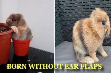 Rabbit Born Without EAR FLAPS is Adopted After All Her Siblings Found Homes