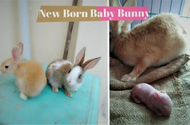 Cute Baby Bunny - New born baby Rabbit