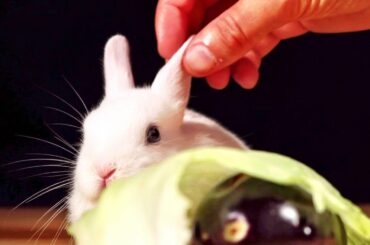 Snow Rabbit ChuChu Cute Animal BC ASMR