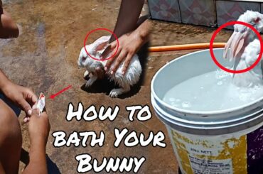 Baby Bunny Takes a Bath || अपने खरगोश को कैसे स्नान करें || How to Bath Your Rabbit