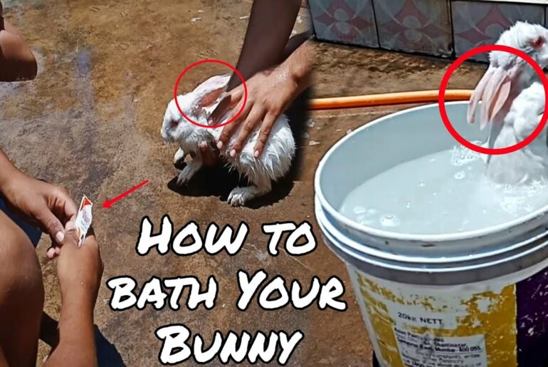 Baby Bunny Takes a Bath || अपने खरगोश को कैसे स्नान करें || How to Bath Your Rabbit