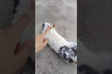 Cute rabbit babies of our house