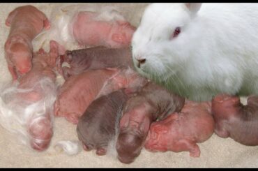 Cute mother Rabbit giving birth