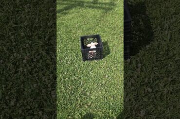 My baby bunny named candy