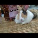 Cute bunny play around the living room