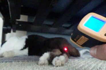 Sleeping rabbit has his butt temperature taken