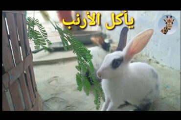 Most Rabbit Couple, Funny Baby Cute Rabbits Eating Food, الأرنب يأكل الطعام