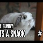 Cute Bunny Eats a Snack 2: Judgement Noms