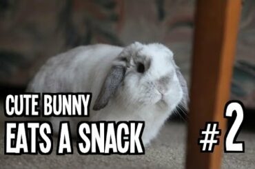 Cute Bunny Eats a Snack 2: Judgement Noms