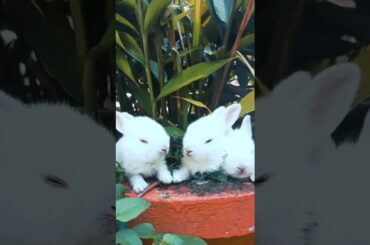 Bunny baby cute bunny white bunny 🐰 cute bunny eating
