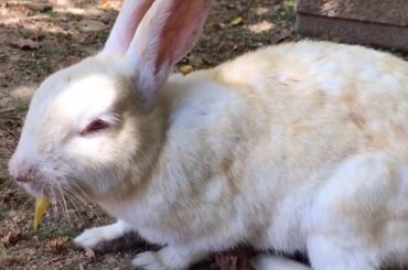 [Cute] Wild Rabbit Eating Fallen Leaves