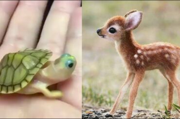 Animals SOO Cute! Cute baby animals Videos Compilation cutest moment of the animals