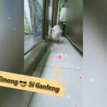 Emong Si Ganteng😎 Rabbit / Cute Bunny