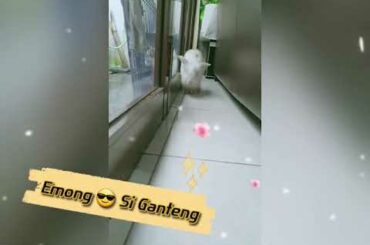 Emong Si Ganteng😎 Rabbit / Cute Bunny