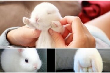 VERY CUTE BABY RABBITS VIDEO FULL HD