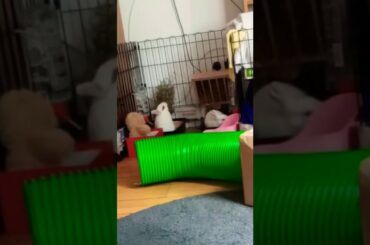 Cute bunnies eating using water bottles