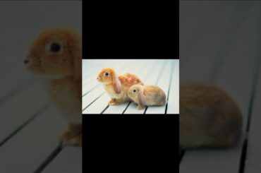 Little cute bunny pt.2