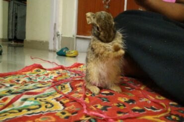 | Baby rabbit | Funny video | Pikachu | Honey Bunny | Jiten-TH |