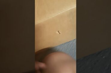 Baby bunny 🐰🐇😘