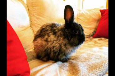 Follow this cute and funny Angora rabbit down the rabbit hole