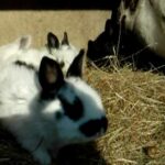 baby bunnies too cute - bébés lapins trop mignon - rabbit farm