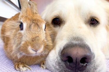 Adorable Golden Retriever Bailey Hugs Cute Rabbit Sam