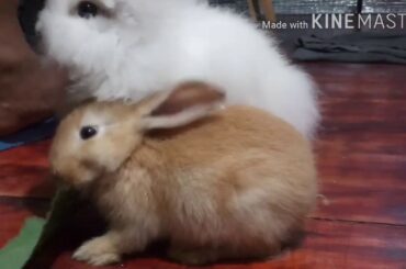 100 days/ cute rabbit