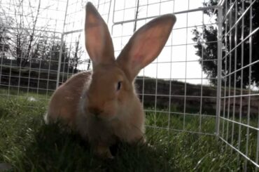 BABY FLEMISH GIANT RABBIT PLAYTIME!