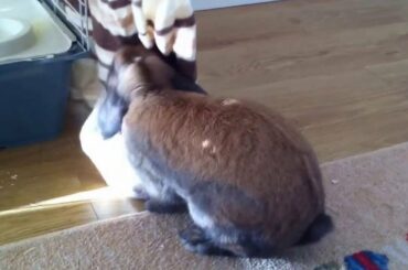 Dodge loves his blanket cute rabbit