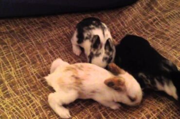 San Diego House Rabbit Society - Babies