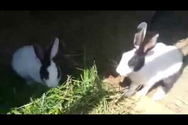 Funny Baby Rabbit Videos - Cute Baby Rabbits - Funny Bunny Baby Videos - Cute Bunnies Video