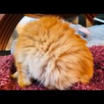 Living fur ball 😍| Funny bunny grooming 🐰| Cute animals