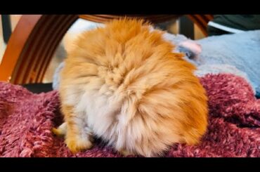 Living fur ball 😍| Funny bunny grooming 🐰| Cute animals