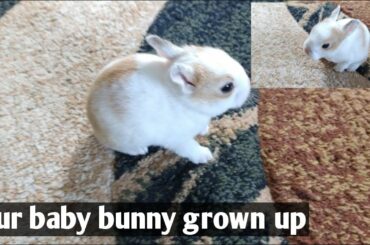 Baby rabitts fun / baby bunny/2020