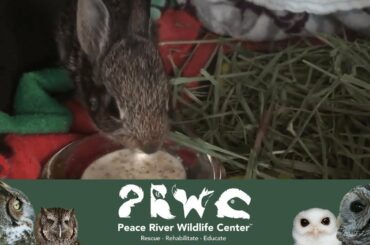 Baby Wild Bunny Drinks Milk Mix #BabyBunny #Rabbit