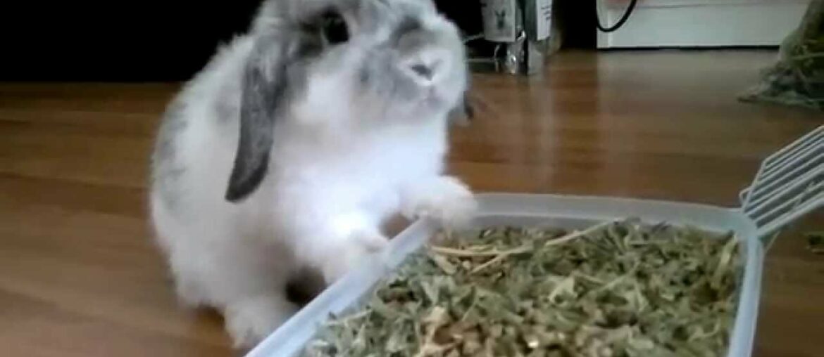 Cute Bunny Rabbit Eating along so cute - MUST WATCH