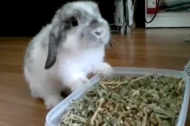 Cute Bunny Rabbit Eating along so cute - MUST WATCH