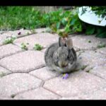 Baby bunny in the garden