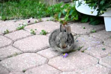 Baby bunny in the garden