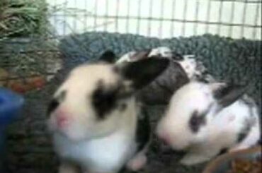 Baby Bunny Hops!