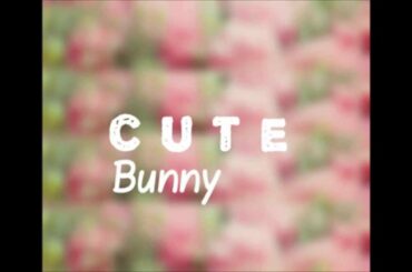 Cute Bunny INTRO ♥