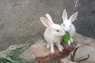 Cute Rabbits Eating Grapes Leaf ☘️☘️ || cutest white bunny