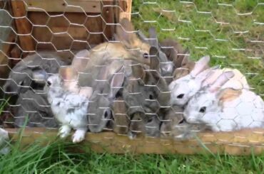 Cute baby bunnies. Интересные крольчата