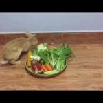Look! Lovely and Cute Bunny are enjoying eating their yummy food-varieties kinds of vegetables.
